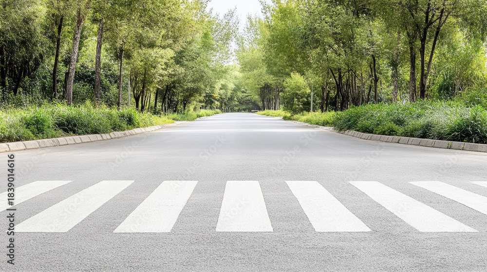 Obraz premium Empty crosswalk on tree lined road with peaceful green avenue