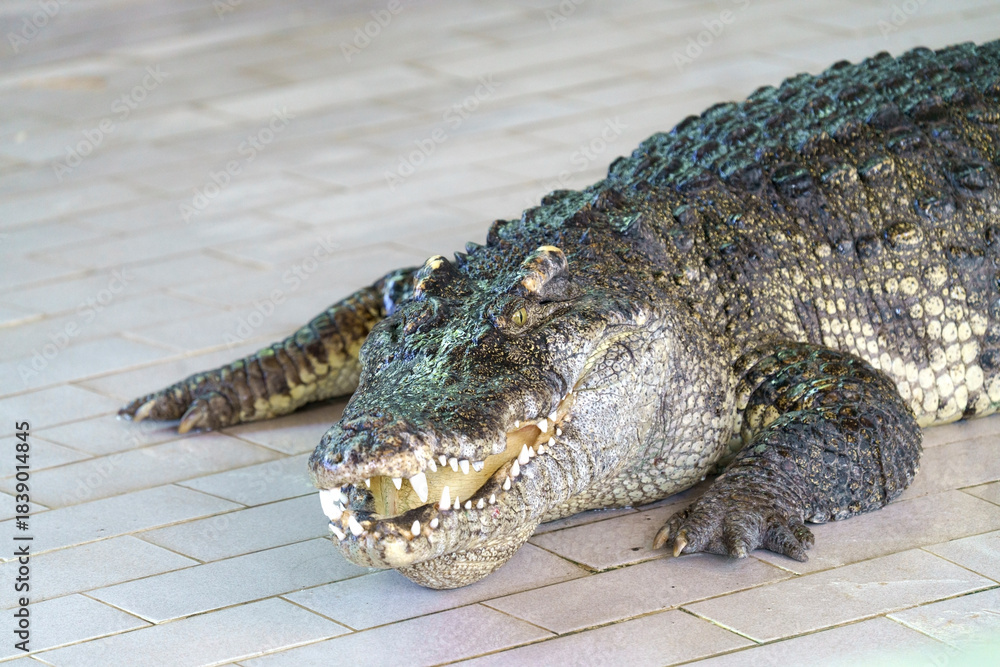 Fototapeta premium A large saltwater crocodile with its mouth open, revealing sharp teeth. The scaly reptile rests on a tiled surface, with its textured skin and powerful limbs clearly visible. Natural light.