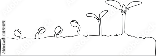 Minimalist line drawing of stages of growth of a plant isolated on white background. different sizes of sprout, biology, botany, pharmacognosy, environmental protection, forest conservation. vector