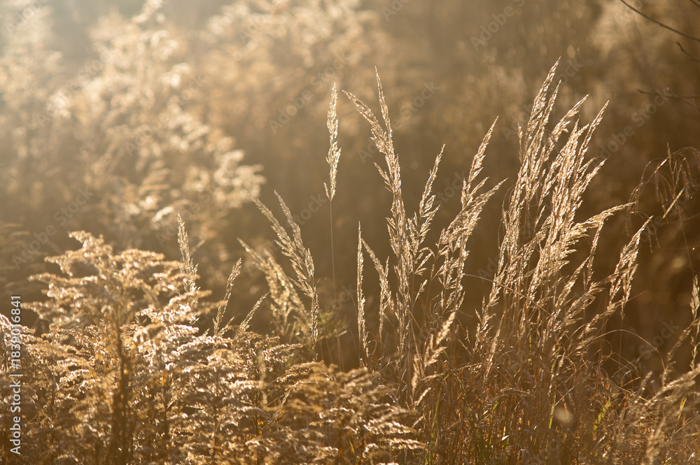 Fototapeta premium meadow grass in the rays of the sun