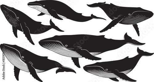Collection humpback whale silhouette set various poses isolated background vector illustration ocean mammal sea animal icons drawing.