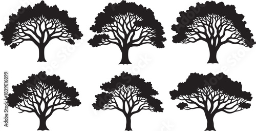 Set six broadleaf deciduous trees silhouettes collection black monochrome detailed natural forest plants vector illustration