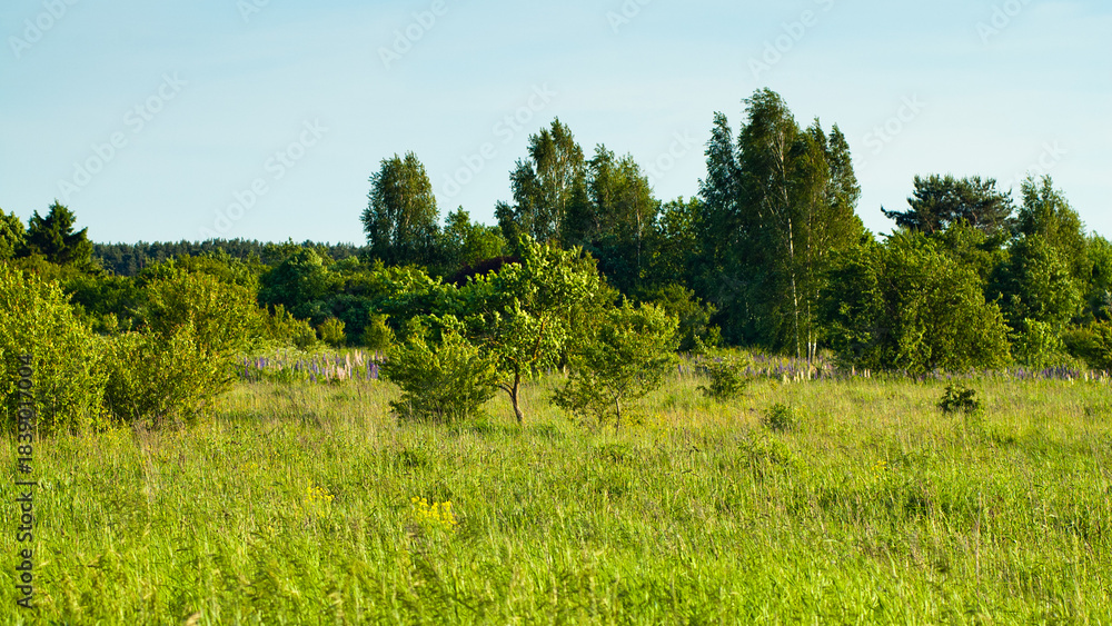 Fototapeta premium summer landscape, in the photo meadow, trees and blue sky