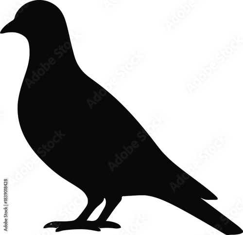 Silhouette of a dove or pigeon bird standing