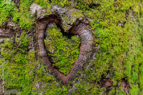 Memories of first love: moss-covered wooden carving in the shape of a heart