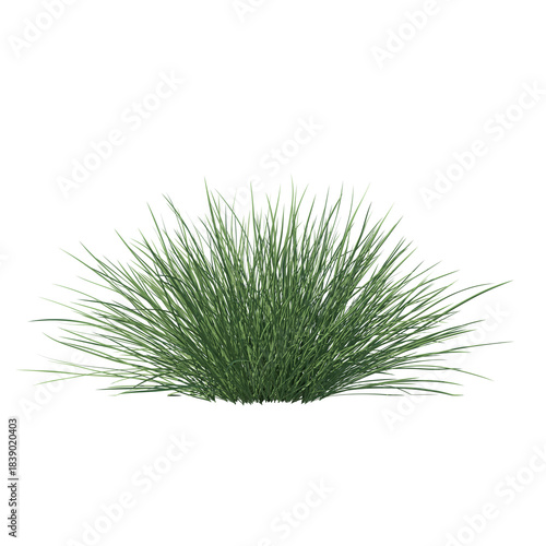 Spiky fescue (bearskin, Festuca gautieri) isolated transparent realistic background photo realistic 3d rendering PNG with alpha channel
