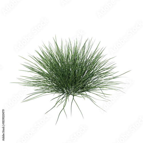 Fotografie Spiky fescue (bearskin, Festuca gautieri) isolated transparent realistic backgro