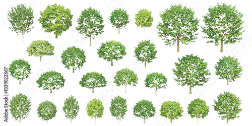 Collection of various deciduous green trees and bushes isolated on white.