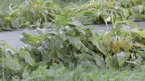 Dense clumps of broad green and yellow leaves bending over edge of narrow asphalt path, wet foliage with holes and spots lying in messy layers beside grass.