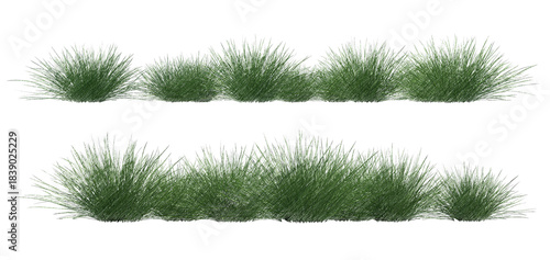 Spiky fescue (bearskin, Festuca gautieri) isolated transparent realistic background sketch PNG with alpha channel
