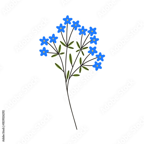 Delicate spring field flower, floral plant branch. Tiny spring blooms on thin stem, sprig. Fragile subtle gentle wildflower, nature decoration. Flat vector illustration isolated on white background