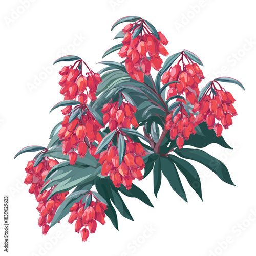 Minimalist 2D vector icon representation of a Pieris Japonica, displayed on a pure white background