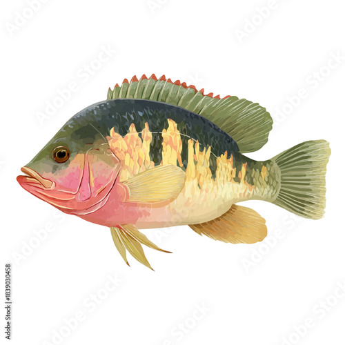 Simple flat 2D vector graphic of a Tilapia in modern icon style, isolated on a white canvas