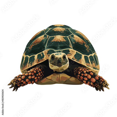 Simple flat 2D vector graphic of a Tortoise in modern icon style, isolated on a white canvas