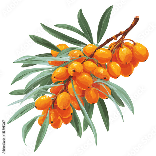 Sea Buckthorn, rendered in a minimalist 2D flat vector icon style against a pure white backdrop