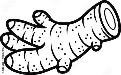 Ginger root illustration spice herb outline vector