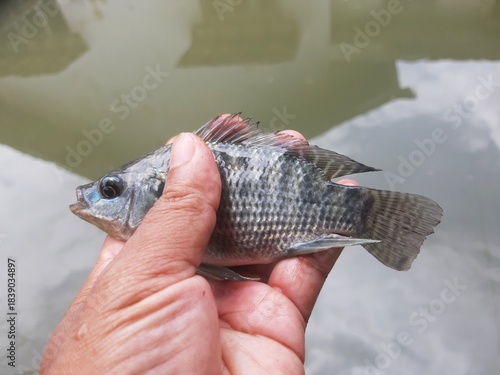 Wallpaper Mural Small Freshwater Tilapia on Hand – Fishing Catch Close-Up Torontodigital.ca