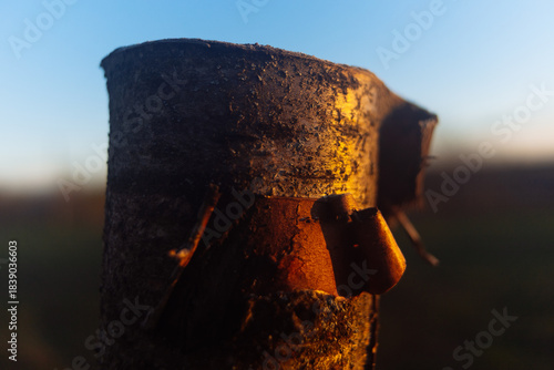sunset in the forest macro wood 
