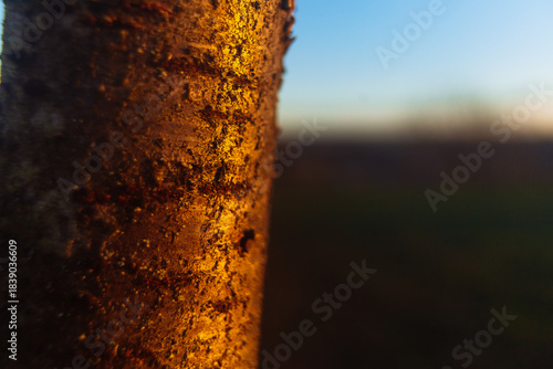 sunset in the forest macro wood 