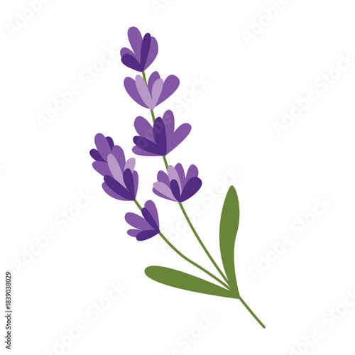 Rich purple lavender branch vector illustration with hand drawn details. 