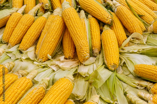 Fresh, large, ripe sweet corn on the stall at the neighborhood market.