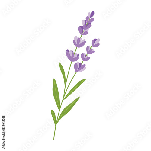 Hand drawn lavender stem vector illustration. Aromatherapy, organic cosmetics and eco projects.