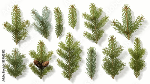 Collection of various green pine branches and needles isolated on a white background