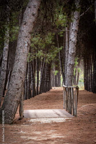 Pine forest path with a rustic wooden bridge crossing dry needles, leading through rows of tall trees
