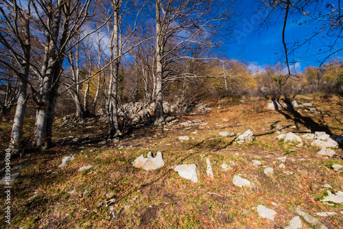 Natural forest landscape showing bare branches and fallen leaves on rocky ground under a clear blue sky in autumn