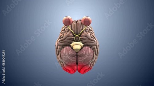 Neural Visual Pathway From Eye to Brain