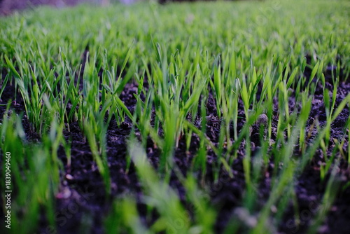 Fresh green sprouts emerging from dark soil in a close-up view. A vibrant symbol of new growth, nature’s renewal, and early spring vegetation captured at ground level.
