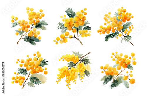 Photos Watercolor mimosa png