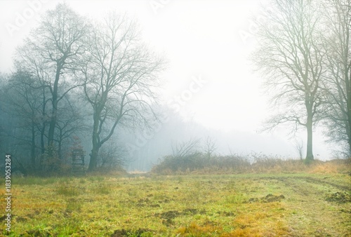 Wallpaper Mural Moody, misty landscape with bare trees, an open meadow and a wooden hunting tower. Calm, natural scene with strong commercial potential for seasonal and atmospheric projects Torontodigital.ca