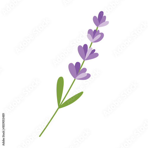 Lavender sprig vector illustration isolated on white background.  Spring and summer flowers, twig branch and leaves. Aromatherapy and self care decorative elements. 