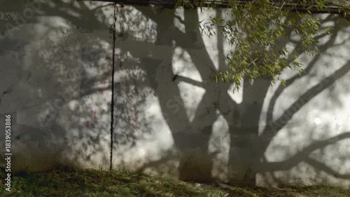 Strong shadows of tree trunk and branches cast on old concrete wall, green grass and fallen leaves along base of wall, real foliage visible in upper right corner.