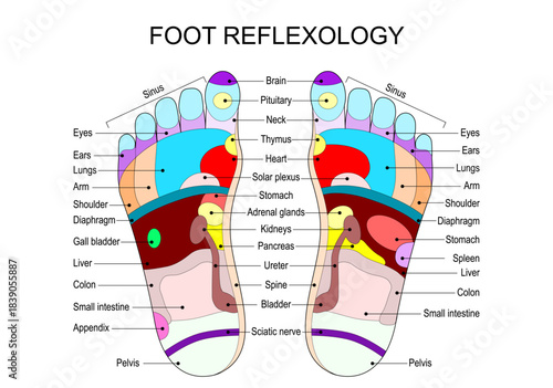 Foot reflexology. Map for foot massage. Acupressure therapy.