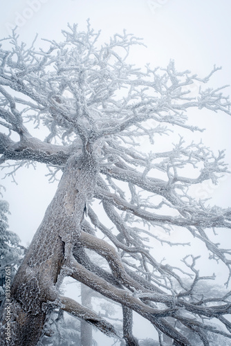 Snow Covered Atlas Cedar trees in Chelia National Park Algeria