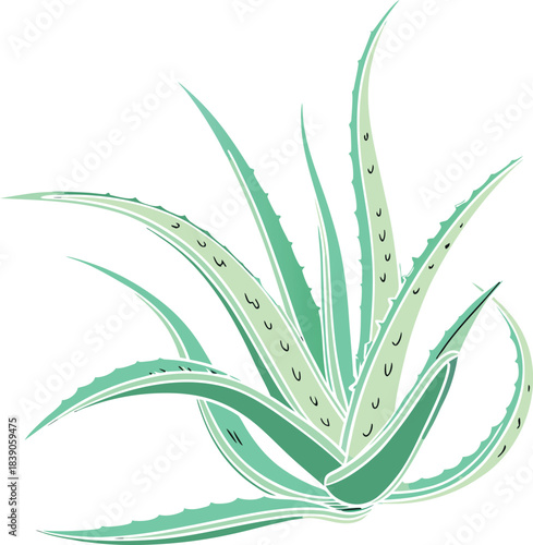 Aloe vera plant illustration white