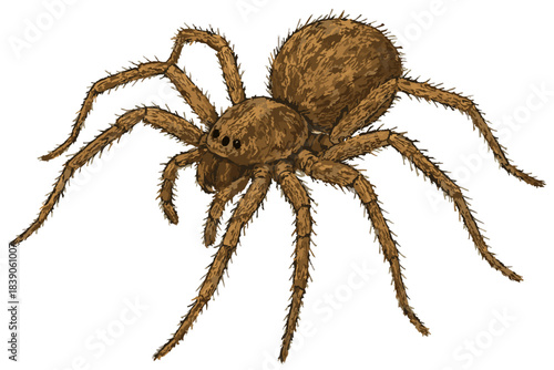 Tegenaria domestica illustration art