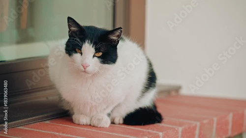 A cat sitting calmly on a small brick platform, leaning against a glass door, looking relaxed and observant