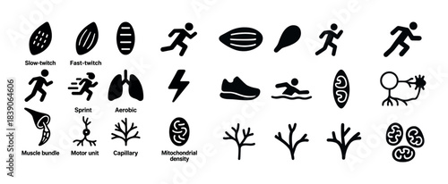 Icons representing muscle types, exercise, and anatomy