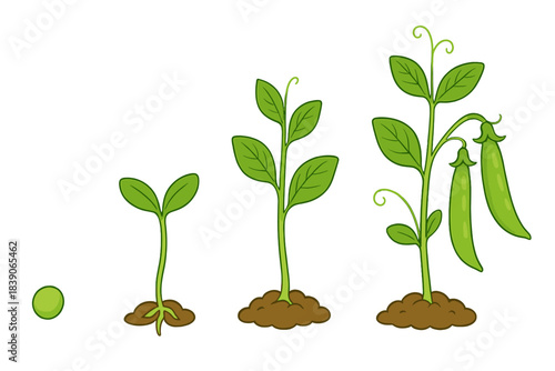 Pea plant growth stages from seed germination to mature pods