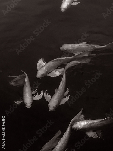black and white koi fish