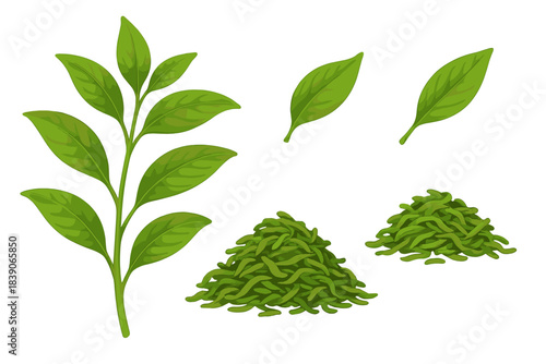 Fresh and dried green tea leaves arranged on a clean white background