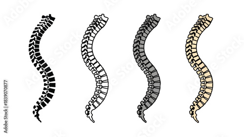 Four stylized human spine illustrations in different colors, showing the vertebral column structure.