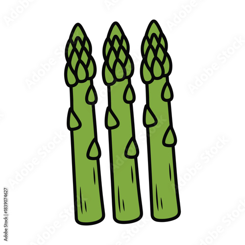 Green Asparagus Spears Hand Drawn Vegetable Illustration Vector