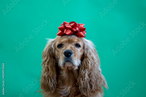 A cocker spaniel wearing a red gift bow on its head