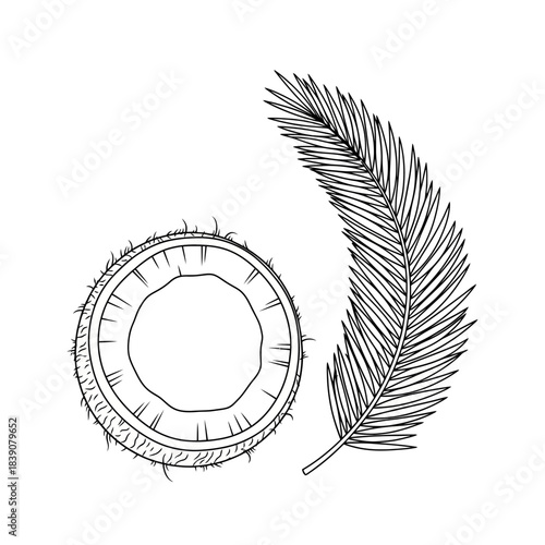 Hand-drawn illustration of a coconut half and a palm leaf, perfect for tropical themes and healthy eating