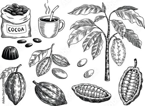 Engraving style set of cocoa bean, pod, plant, bag, chocolate candy, and hot drink cup, detailed botanical illustration vector collection