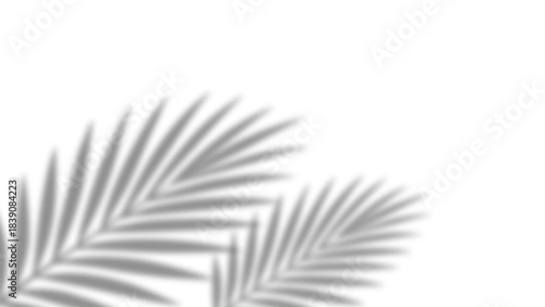 Shadow of realistic palm leaves with overlay effect summer decoration element on transparent background. Black and white tropical coconut leaf and branches blur shadow background. Vector illustration.